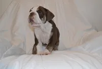 Bully, a male English Bulldog for sale in Portland, TN – 2 of 10