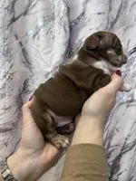 Bully, a male English Bulldog for sale in Portland, TN – Photo 7 of 8