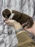 Bully, a male English Bulldog for sale in Portland, TN – Photo 8 of 8