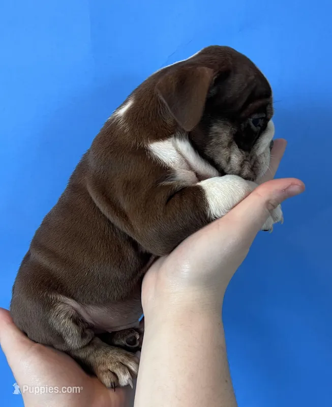 Bully – English Bulldog puppy for sale in Portland, TN