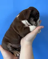 Bully, a male English Bulldog for sale in Portland, TN – Photo 1 of 8