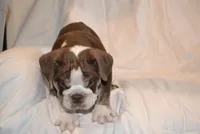 Bully, a male English Bulldog for sale in Portland, TN – 6 of 10
