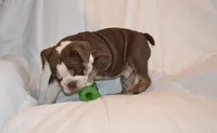 Bully, a male English Bulldog for sale in Portland, TN – 10 of 10