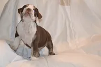 Bully, a male English Bulldog for sale in Portland, TN – 3 of 10