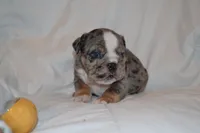Cosmo, a male English Bulldog for sale in Portland, TN – 4 of 5