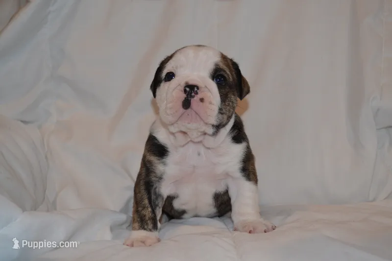 Cruz – English Bulldog puppy for sale in Portland, TN