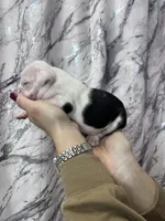 Bayla, a female English Bulldog for sale in Portland, TN – Photo 6 of 8