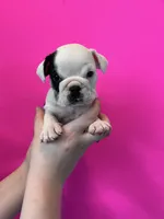 Bayla, a female English Bulldog for sale in Portland, TN – Photo 3 of 8