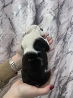 Bayla, a female English Bulldog for sale in Portland, TN – Photo 8 of 8