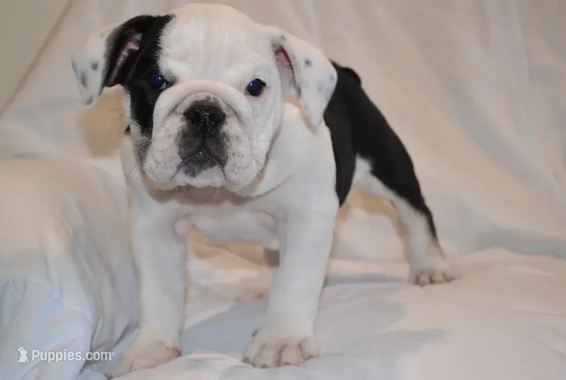Bayla – English Bulldog puppy for sale in Portland, TN