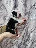 Bayla, a female English Bulldog for sale in Portland, TN – Photo 7 of 8