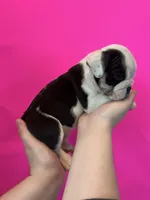 Bayla, a female English Bulldog for sale in Portland, TN – Photo 2 of 8