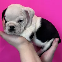 Bayla, a female English Bulldog for sale in Portland, TN – Photo 1 of 8