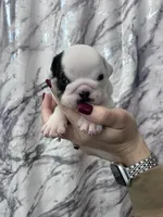 Bayla, a female English Bulldog for sale in Portland, TN – Photo 5 of 8