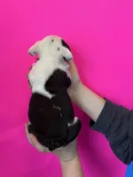 Bayla, a female English Bulldog for sale in Portland, TN – Photo 4 of 8