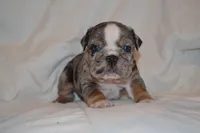 Cosmo, a male English Bulldog for sale in Portland, TN – 5 of 5