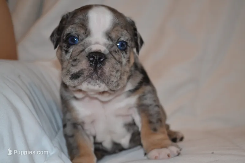 Cosmo – English Bulldog puppy for sale in Portland, TN