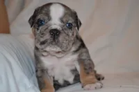 Cosmo, a male English Bulldog for sale in Portland, TN – 1 of 5