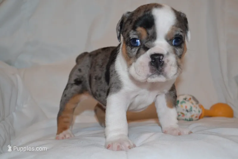 Cora – English Bulldog puppy for sale in Portland, TN