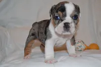 Cora, a female English Bulldog for sale in Portland, TN – 1 of 5