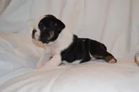 Cash, a male English Bulldog for sale in Portland, TN – 4 of 4