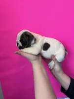 Bella, a female English Bulldog for sale in Portland, TN – Photo 3 of 8