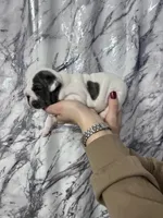 Bella, a female English Bulldog for sale in Portland, TN – Photo 6 of 8