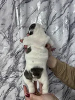 Bella, a female English Bulldog for sale in Portland, TN – Photo 8 of 8