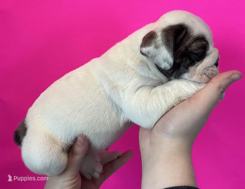 Bella – English Bulldog puppy for sale in Portland, TN