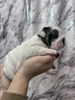 Bella, a female English Bulldog for sale in Portland, TN – Photo 4 of 8