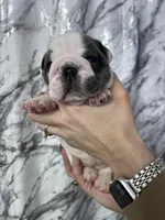 Bella, a female English Bulldog for sale in Portland, TN – Photo 7 of 8