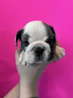 Bella, a female English Bulldog for sale in Portland, TN – Photo 2 of 8