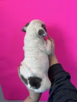 Bella, a female English Bulldog for sale in Portland, TN – Photo 5 of 8