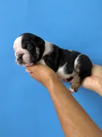 Cash, a male English Bulldog for sale in Portland, TN – 4 of 4