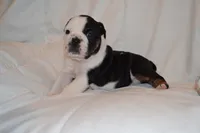 Cash, a male English Bulldog for sale in Portland, TN – 1 of 4