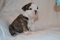 Cruz, a male English Bulldog for sale in Portland, TN – 4 of 4