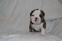 Cruz, a male English Bulldog for sale in Portland, TN – 3 of 4