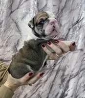 Butch, a female English Bulldog for sale in Portland, TN – Photo 2 of 8