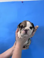 Butch, a female English Bulldog for sale in Portland, TN – Photo 5 of 8