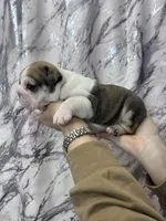 Butch, a female English Bulldog for sale in Portland, TN – Photo 6 of 8