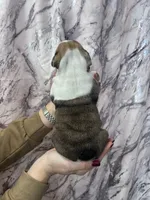 Butch, a female English Bulldog for sale in Portland, TN – Photo 7 of 8