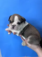 Butch, a female English Bulldog for sale in Portland, TN – Photo 4 of 8