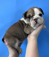 Butch, a female English Bulldog for sale in Portland, TN – Photo 1 of 8