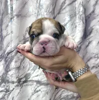 Butch, a female English Bulldog for sale in Portland, TN – Photo 3 of 8