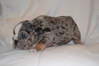 Cosmo, a male English Bulldog for sale in Portland, TN – 2 of 5