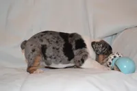 Cora, a female English Bulldog for sale in Portland, TN – 3 of 5