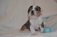 Cora, a female English Bulldog for sale in Portland, TN – 5 of 5