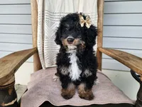 Karly, a female Miniature Bernedoodle for sale in Topeka, IN – 4 of 10