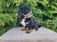 Karly, a female Miniature Bernedoodle for sale in Topeka, IN – Photo 7 of 10