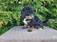 Karly, a female Miniature Bernedoodle for sale in Topeka, IN – Photo 9 of 10